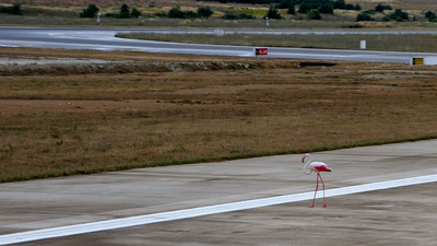 Flamingo