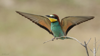 Arıkuşu - Merops apiaster kuş fotoğrafı