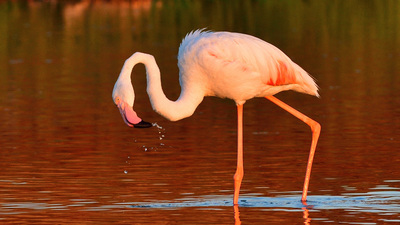 Flamingo