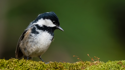 Çam Baştankarası - Periparus ater kuş fotoğrafı