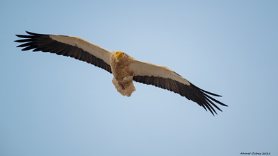 Küçük Akbaba (Neophron percnopterus) - Erzincan / İliç kuş fotoğrafı