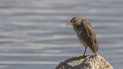 Gece balıkçılı (Nycticorax nycticorax) - Malatya / Battalgazi kuş fotoğrafı