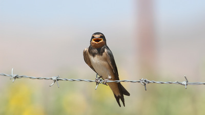 Kır Kırlangıcı - Hirundo rustica kuş fotoğrafı