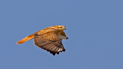 Kızıl Şahin - Buteo rufinus kuş fotoğrafı
