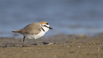Akça Cılıbıt - Anarhynchus alexandrinus kuş fotoğrafı