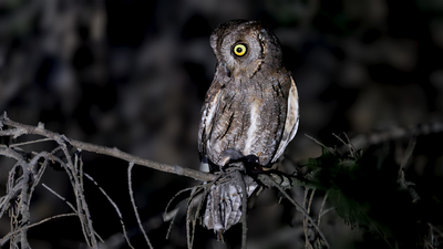İshakkuşu (Otus scops) - İstanbul / Bakırköy kuş fotoğrafı