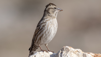 Kaya Serçesi - Petronia petronia kuş fotoğrafı