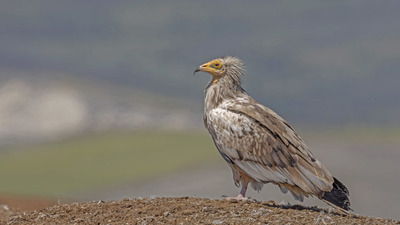 Küçük Akbaba - Neophron percnopterus kuş fotoğrafı