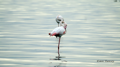 Flamingo