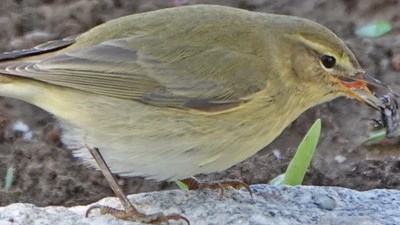 Çıvgın (Phylloscopus collybita) - Çanakkale / Ezine kuş fotoğrafı