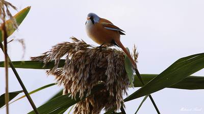 Bıyıklı Baştankara - Panurus biarmicus kuş fotoğrafı