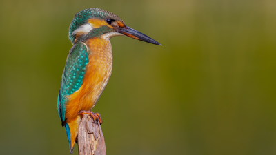 Yalıçapkını (Alcedo atthis) - Ankara / Gölbaşı kuş fotoğrafı