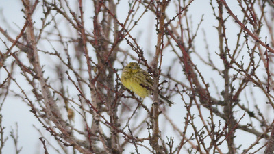 Sarı Çinte - Emberiza citrinella kuş fotoğrafı