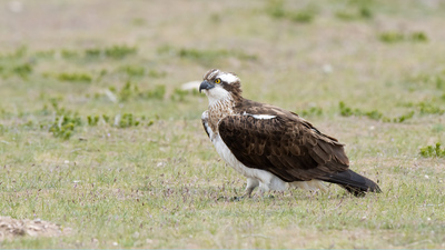 Balık Kartalı (Pandion haliaetus) - Konya / Kulu kuş fotoğrafı
