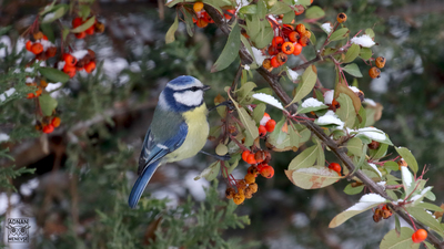 Mavi Baştankara - Cyanistes caeruleus kuş fotoğrafı