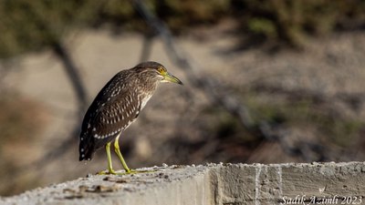 Gece Balıkçılı - Nycticorax nycticorax kuş fotoğrafı