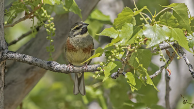 Bahçe Çintesi - Emberiza cirlus kuş fotoğrafı