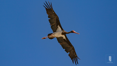 Kara Leylek