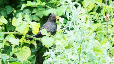 Karatavuk - Turdus merula kuş fotoğrafı