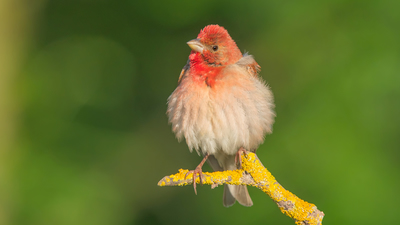 Çütre - Carpodacus erythrinus kuş fotoğrafı
