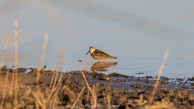 Karakarınlı Kumkuşu - Calidris alpina kuş fotoğrafı