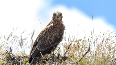 Kızıl Şahin - Buteo rufinus kuş fotoğrafı