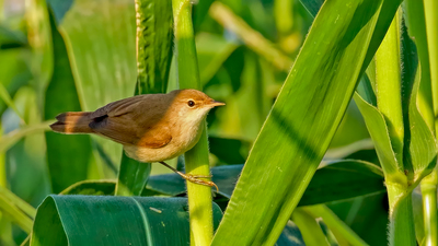 Saz Kamışçını