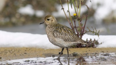 Altın Yağmurcun - Pluvialis apricaria kuş fotoğrafı