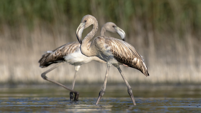 Flamingo