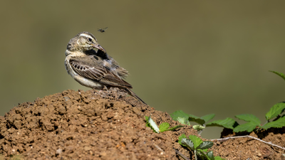 Kır İncirkuşu (Anthus campestris) - İstanbul / Beykoz kuş fotoğrafı