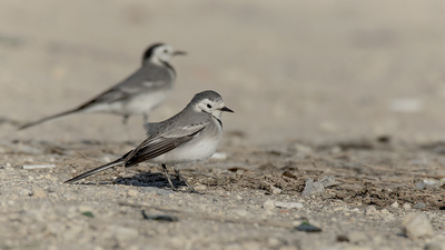 Ak Kuyruksallayan - Motacilla alba kuş fotoğrafı
