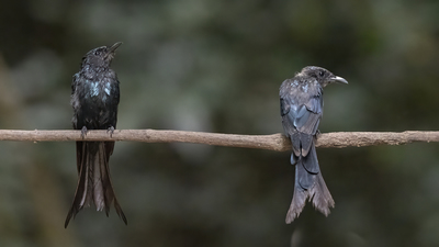 Liste dışı - - kuş fotoğrafı