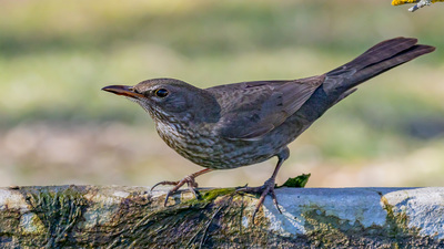Karatavuk (Turdus merula) - Burdur / Merkez kuş fotoğrafı