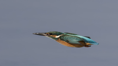 Yalıçapkını - Alcedo atthis kuş fotoğrafı