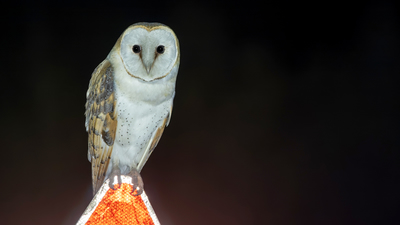 Peçeli baykuş (Tyto alba) - Adana / Ceyhan kuş fotoğrafı