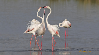 Flamingo