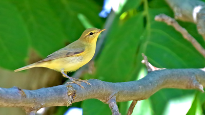 Söğütbülbülü - Phylloscopus trochilus kuş fotoğrafı