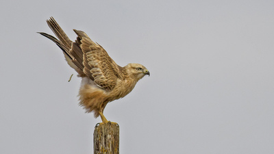 Kızıl Şahin (Buteo rufinus) - Çorum / Merkez kuş fotoğrafı