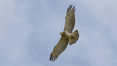 Yılan Kartalı - Circaetus gallicus kuş fotoğrafı