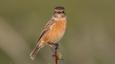 Taşkuşu