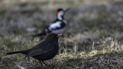 Karatavuk (Turdus merula) - Ankara / Gölbaşı kuş fotoğrafı