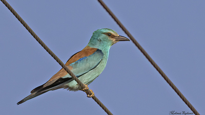 Gökkuzgun - Coracias garrulus kuş fotoğrafı