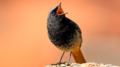 Kara Kızılkuyruk (Phoenicurus ochruros) - Afyonkarahisar / Merkez kuş fotoğrafı