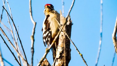 Orman Alaca Ağaçkakanı