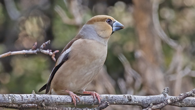 Kocabaş - Coccothraustes coccothraustes kuş fotoğrafı