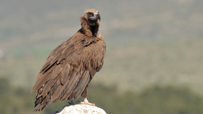 Kara Akbaba - Aegypius monachus kuş fotoğrafı