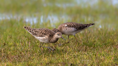 Dövüşkenkuş - Calidris pugnax kuş fotoğrafı