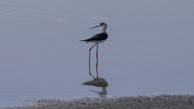 Uzunbacak (Himantopus himantopus) - Ankara / Gölbaşı kuş fotoğrafı