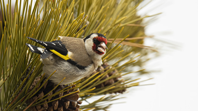 Saka (Carduelis carduelis) - Ankara / Gölbaşı kuş fotoğrafı