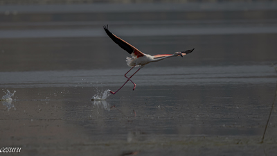 Flamingo - Phoenicopterus roseus kuş fotoğrafı